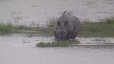 Assam Rains: Four Animals Dead in Flooded Kaziranga National Park; 24 Other Animals Rescued (Watch Video)