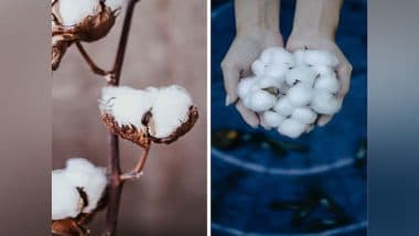 Whitefly Attack: Punjab Minister Gurmeet Singh Khudian Seeks Early Nod to Next-Generation BG-3 Cotton Seed To Tackle Pest Attacks on Cotton Crop