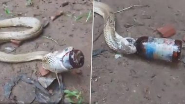 Common Cobra Struggles To Breathe After Swallowing Cough Syrup Bottle in Odisha, Viral Video Shows How Volunteers Save the Reptile