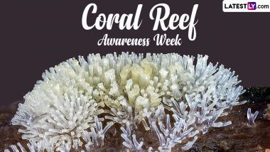 Coral Reef Awareness Week 2024 Dates and Significance: All You Need To Know About the Observance That Aims To Raise Awareness on Coral Reefs