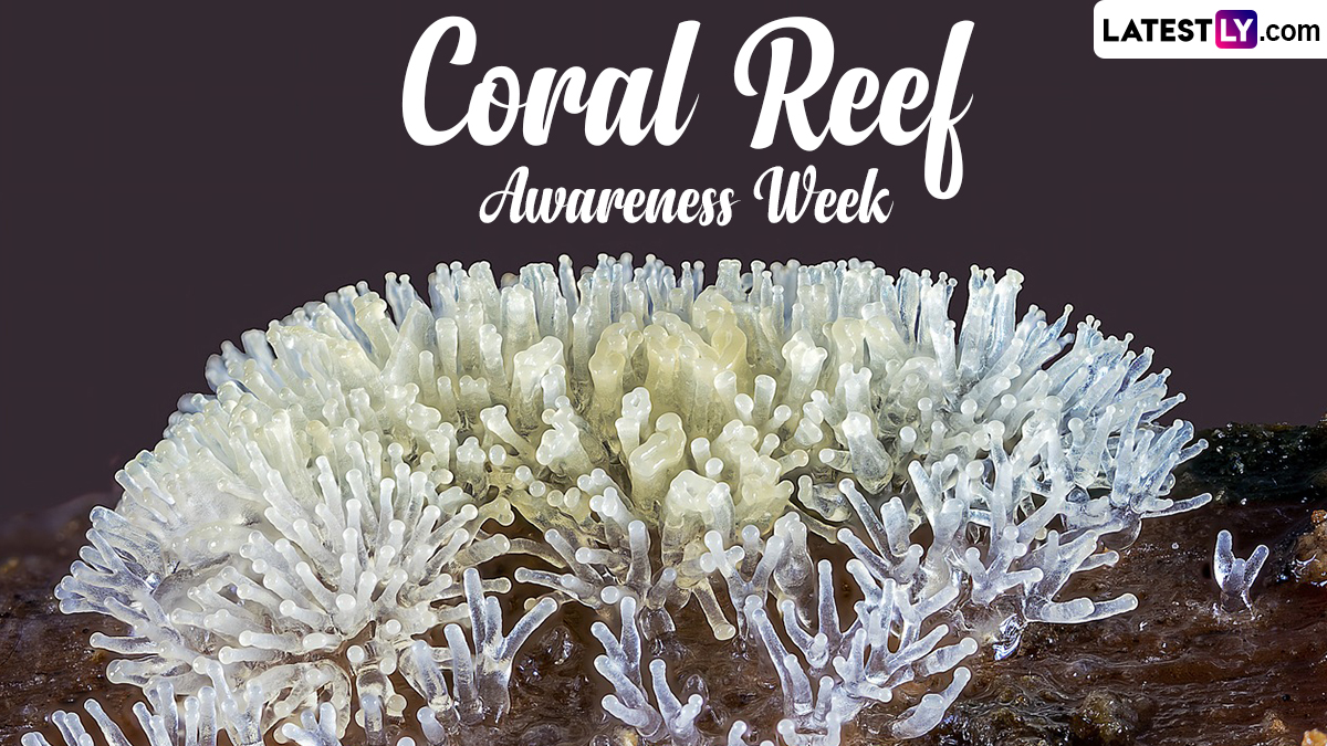 Festivals & Events News | When Is Coral Reef Awareness Week 2024? All ...