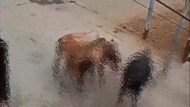 Cow Attack Caught on Camera in Haryana: Stray Cattle Tramples 65-Year-Old Woman to Death in Kurukshetra, Disturbing Video Surfaces