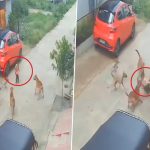Dog Attack in Telangana: Stray Dogs Attack Child Playing Outside Home in Sangareddy, Video Surfaces