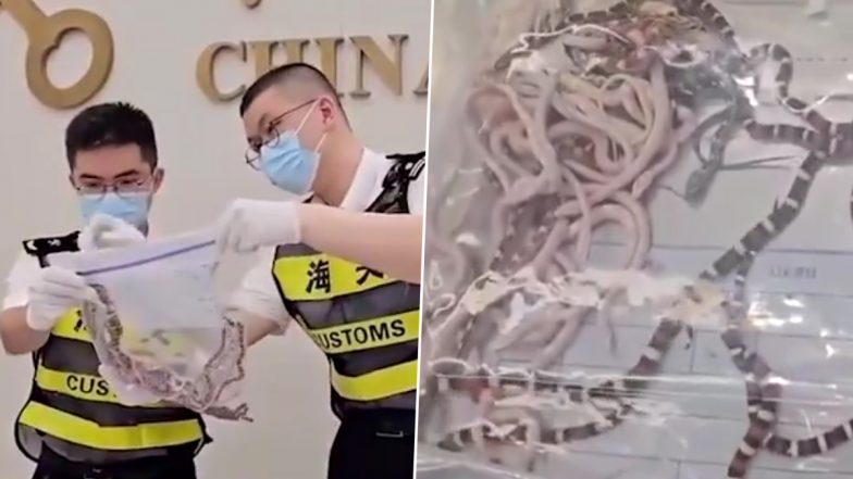 China: Man Tries to Smuggle 104 Live Snakes in His Trousers, Held (Watch Video)