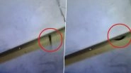 Snake Found in AC Coach of Mumbai Bound Gorakhpur-Bandra Express Train, Viral Video Shows Reptile&rsquo;s Tail Emerging From Narrow Gap Near Passenger Seat