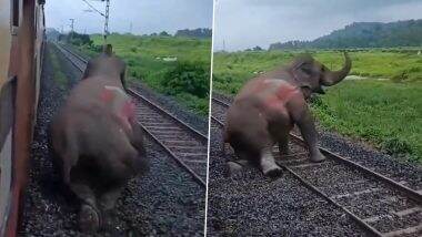 Assam: Male Elephant Dies After Being Hit by Silchar-Bound Kanchanjunga Express at Tegheria in Morigaon District; Disturbing Video Surfaces