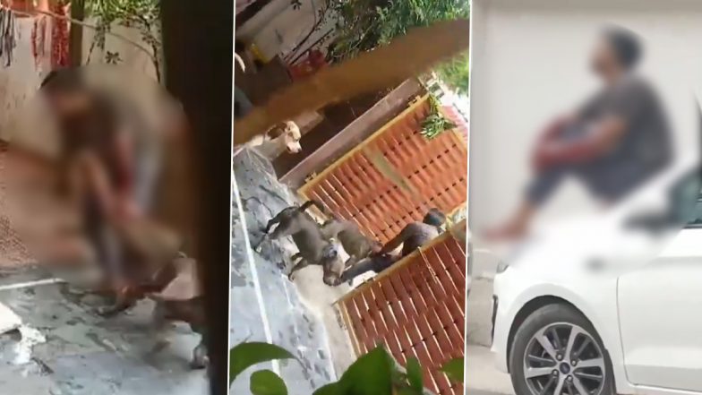 Dog Attack in Chhattisgarh: Pitbull Attacks Delivery Man in Raipur, Injured Victim Climbs on Car to Save Life; Terrifying Video Surfaces