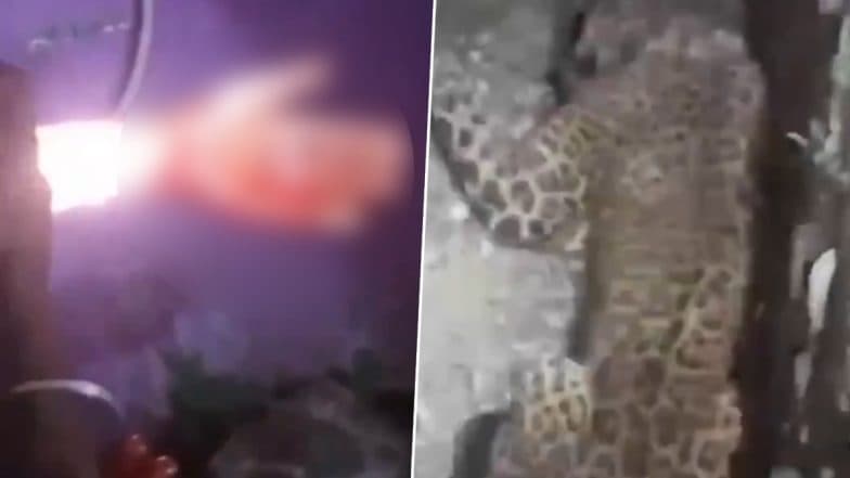 Uttarakhand: Attacked by Leopard, Man Kills Big Cat With Bare Hands in Tehri, Video Surfaces