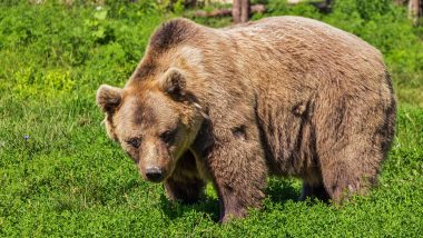 US: Man Shoots and Kills Grizzly Bear After Being Attacked While Picking Berries in Montana