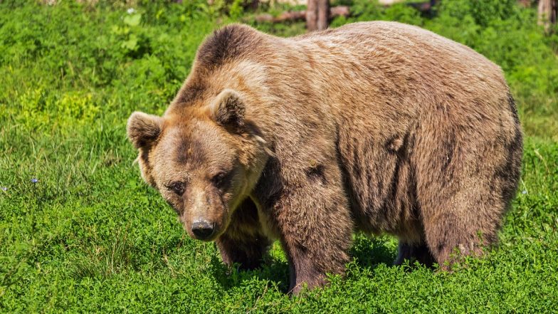 Virginia Tragedy: Hunter Dies After Bear Shot by His Hunting Partner Falls on Him in Lunenburg County