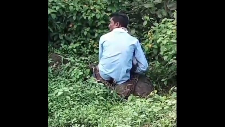 Madhya Pradesh: 13-Foot-Long Python Attacks Man While He Was Defecating in Jabalpur, Killed by Villagers; Videos Surface