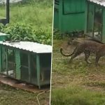 Leopard Spotted in Thane: Big Cat Seen Roaming in Yeoor, Panic Among Locals (Watch Video)