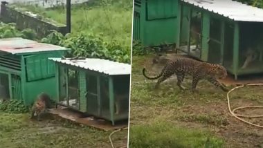 Leopard Spotted in Thane: Big Cat Seen Roaming in Yeoor, Panic Among Locals (Watch Video)