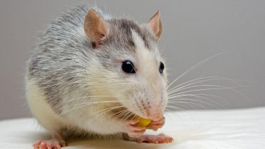 Hantavirus in US: Rat Disease Spreads to Humans, Kills 4 People; Know Symptoms, Treatment and Prevention