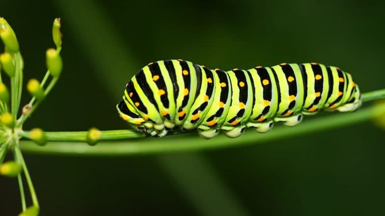 Caterpillar Found in Food of Purohit Restaurant Ordered From Online Delivery App, Ahmedabad Civic Body Seals Eatery After Video Goes Viral