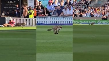 Brown Fox Invades Cricket Field in London During Vitality Blast T20 2024 Match, Video Goes Viral