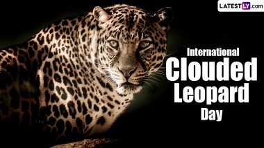 International Clouded Leopard Day 2024 Date and Significance: Here's What You Should Know About the Day That Raises Awareness About the Endangered Clouded Leopard