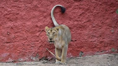 Hyderabad: Lioness Sirisha Escapes Enclosure, Attacks Caretaker at Nehru Zoological Park; Recaptured (See Pics)