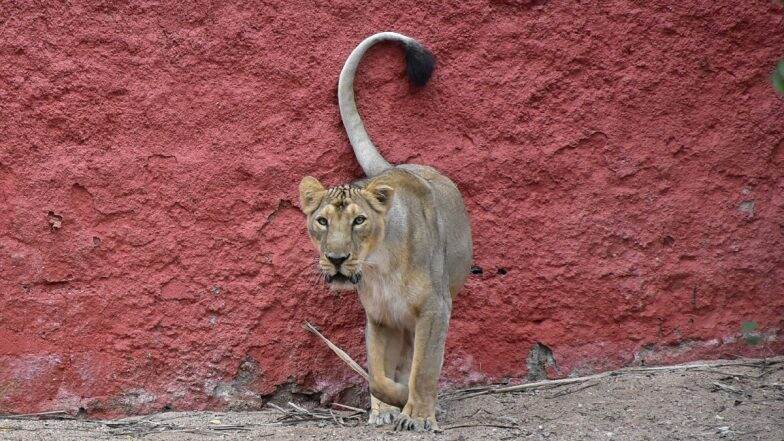 Lioness Attacks Caretaker at Nehru Zoological Park in Hyderabad