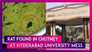 Live Rat Found Swimming in Chutney Served at JNTU Hostel Mess in Hyderabad, Video Goes Viral