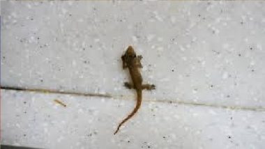 Lizard Found in Upma in Telangana: Three Students Fall Ill After Lizard Found in Breakfast at School in Medak, Hospitalised