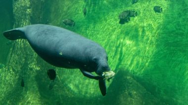 Manatee and Calf Spotted Swimming in South Florida’s Man-Made Lake, Far From Their Natural Ocean Habitat (Watch Video)