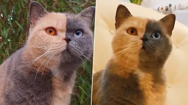 Viral Video of Cat With Different Coloured Eyes Is Must-See on National Different Colored Eyes Day (Watch)