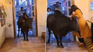 Uttarakhand: Bull Taking Shelter at Cafe in Naukuchiatal Charges at Woman After She Tries To Clear the Entrance, Viral Video Surfaces