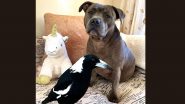 Peggy and Molly’s Fans Grow Concerned Over Vague Viral Photo, Owners Clarify That Both Dog and Magpie Are Doing Fine (See Posts)