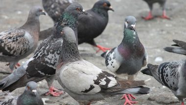 Delhi: Boy Develops Fatal Allergic Reactions After Prolonged Contact With Pigeon Feathers and Droppings, Says Study