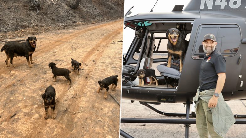 Pups and Mom Saved From California Wildfire: BCSO Member Trevor Skaggs Rescues Rottweiler Family of Dogs Stuck in Abandoned Truck Amid Raging Park Fire, Pictures and Video Will Melt Your Heart