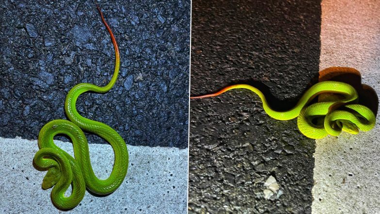 Salazar Pit Viper Found in Assam's Kaziranga: Pictures of Snake Named After 'Harry Potter' Series Character Shared by CM Himanta Biswa Sarma