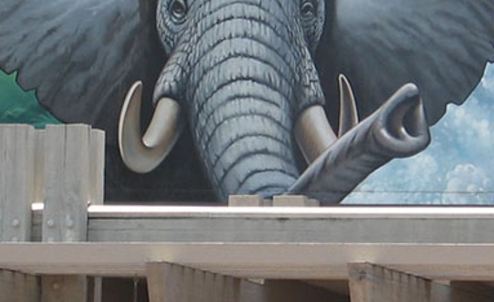 Popular Zoos Across the United States That Are Must-Visit