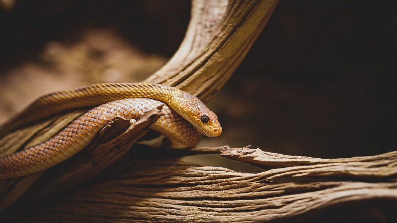 Man Bitten by Snake in Uttar Pradesh: 24-Year-Old Vikas Dubey Bitten by Snake for Seventh Time in 40 Days; Team Formed To Investigate Matter