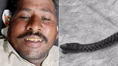 Punjab: Snake Dies After Biting Farmer Who Accidentally Stepped on Reptile in Abohar, Man Survives (Watch Video)