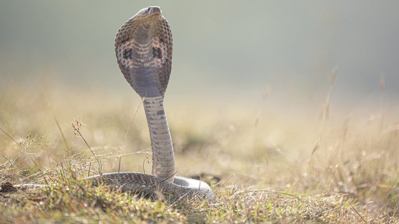 Cobra Found in Almirah: 3-Foot Venomous Snake Creates Panic Within Family in Jabalpur (Watch Video)