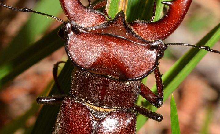 Stag Beetle Price and Habitat: Know Facts About World's Most Expensive Insect