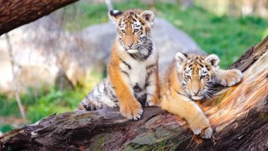 Madhya Pradesh: 2 Tiger Cubs, Who Injured After Being Hit by Train at Midghat Track, Died While Undergoing Treatment at Van Vihar National Park in Bhopal