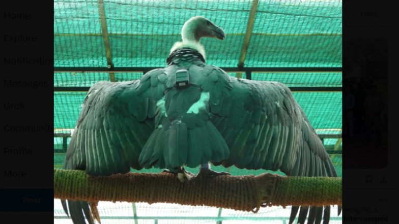 Maharashtra: 10 White-Rumped Vultures, Critically Endangered Species, Tagged With GSM Trackers in Tadoba Andhari Tiger Reserve in Chandrapur