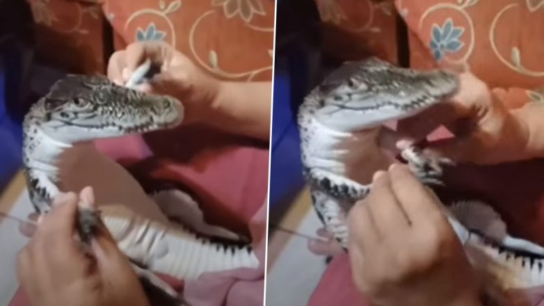 Woman Plays With Baby Crocodile, Sings Lullaby to 'Smiling' Croc That Seems To Enjoy Her Company, Watch Viral Video