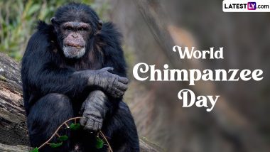 World Chimpanzee Day 2024 Date and History: Know The Significance of the Day That Raises Awareness About the Protection and Conservation of the Great Apes