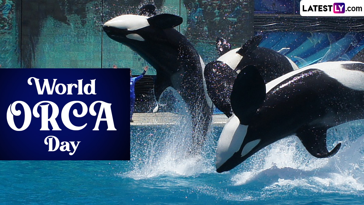 Festivals & Events News Everything You Need to Know About World Orca