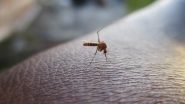 Zika Virus: Union Health Ministry Issues Advisory in View of Mosquito-Borne Virus in Maharashtra, Urges States To Maintain Constant Vigil Through Screening