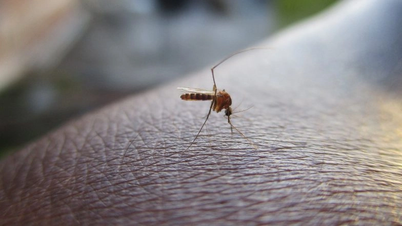 Zika Cases Rise to 8 in Pune; Centre Issues Advisory to States To Step Up Vigil