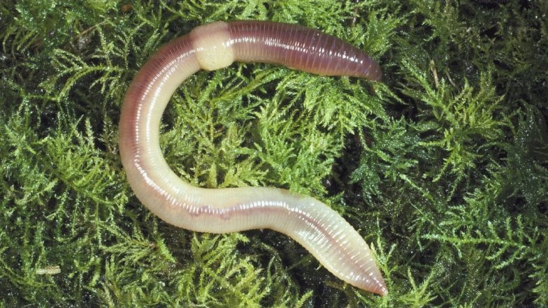 Insect Use in Food: Singapore Approves 16 Insects Like Crickets, Locusts and Silkworms for Human Consumption