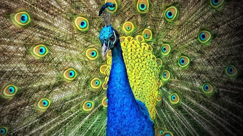 Tumakuru Avian Influenza Outbreak: Laboratory Reports Confirm H5N1 Strain in 44 Peacock Deaths; Rapid Response Teams Deployed Across District (Watch Video)