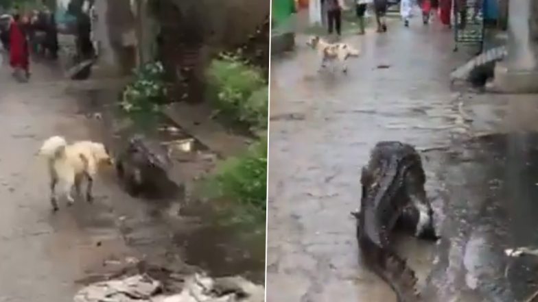 Crocodile in Bijnor: Locals Seen Following, Kicking Huge Croc That Strayed in UP Village; Video Goes Viral