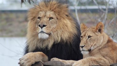 Lion Attack in Nigeria: Zookeeper Mauled to Death by Big Cat at Presidential Library Wildlife Park Owned by Former President Olusegun Obasanjo in Abeokuta