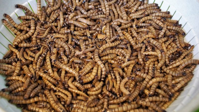 Pune: Worms Found in Tetra-Pack Milk Served in Breakfast at Tribal Ashram School, Video Surfaces