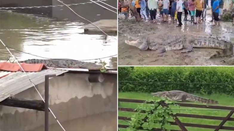 Crocodile Scare in Vadodara: Crocodiles Enter Residential Areas After Vishwamitri River Swells Following Incessant Rainfall, Videos Surface